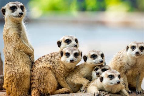 cotswold wildlife park webcam|Live Meerkat Webcam 